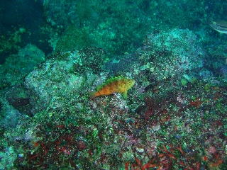 「オキゴンベ(yellow hawkfish)」のサムネイル画像