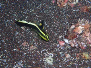 「コロダイ」のサムネイル画像