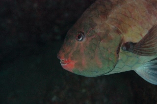 「無題」のサムネイル画像