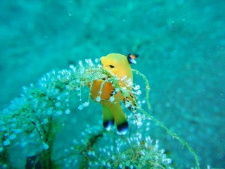 「ウデフリツノザヤウミウシ(ピカチュー)」のサムネイル画像