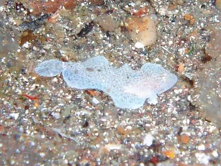 「カレイかヒラメ」のサムネイル画像