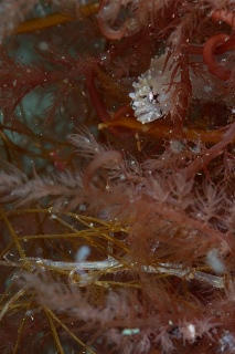 「フサギンポ」のサムネイル画像