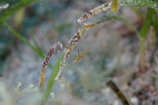 「ミヤコイシモチ」のサムネイル画像