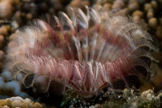 「ゴカイの仲間」のサムネイル画像