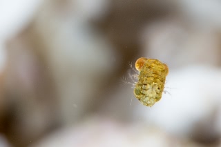 「オオメアミの一種」のサムネイル画像