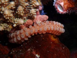 「オオイカリナマコ(Synaptid sea cucumbers)」のサムネイル画像