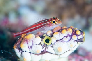 「タテジマヘビギンポ(Tropical striped triplefin)」のサムネイル画像