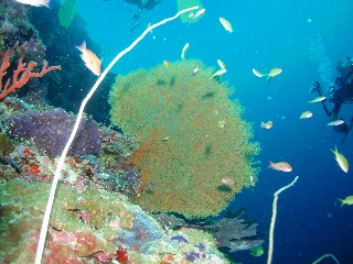 「ウミウチワ」のサムネイル画像