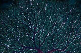 「ハナヤギウミヒドラ」のサムネイル画像