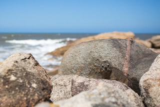 「アフリカオニネズミ」のサムネイル画像