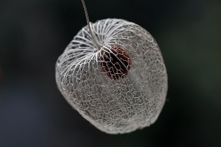 「ホオズキ」のサムネイル画像