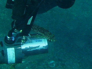 「アナハゼ」のサムネイル画像