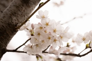 「ソメイヨシノ(染井吉野)」のサムネイル画像