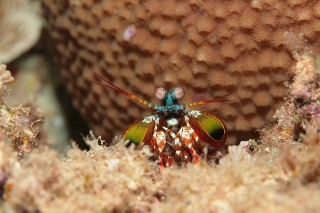 「モンハナジャコ」のサムネイル画像