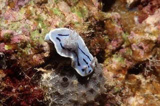 「ミゾレウミウシ」のサムネイル画像