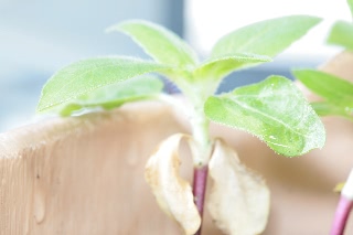 「ミニひまわり」のサムネイル画像