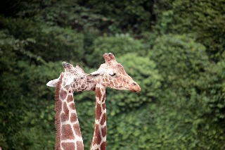 「アミメキリン」のサムネイル画像