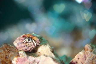 「ヤドカリの仲間」のサムネイル画像