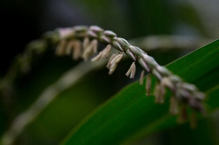 「レインボーコーン(虹色トウモロコシ,七色トウモロコシ,グラスジェムコーン,ジュエリーコーン)」のサムネイル画像