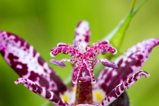 「ホトトギス属の仲間」のサムネイル画像