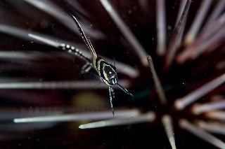 「アマノガワテンジクダイ(バンガイ・カーディナルフィッシュ,banggai cardinalfish)」のサムネイル画像