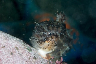 「ナメダンゴ」のサムネイル画像