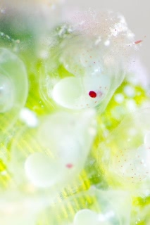 「ヒメイカ」のサムネイル画像