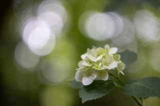 「アジサイ」のサムネイル画像