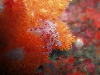 「イソコンペイトウガニ」のサムネイル画像