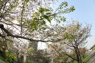 「ソメイヨシノ(染井吉野)」のサムネイル画像