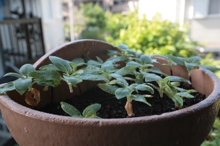 「ミニひまわり」のサムネイル画像