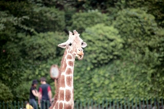「アミメキリン」のサムネイル画像