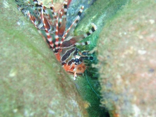 「キリンミノ」のサムネイル画像