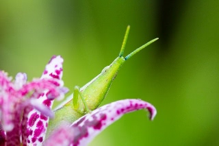 「ショウリョウバッタ」のサムネイル画像