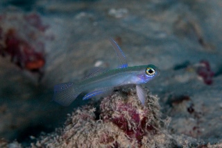 「モエギハゼ」のサムネイル画像