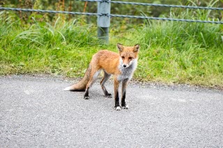 「キタキツネ」のサムネイル画像