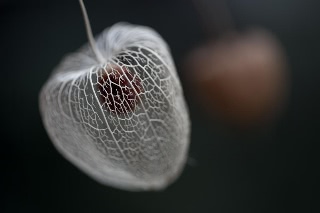 「ホオズキ」のサムネイル画像