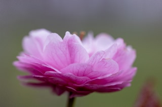 「ヤエザクラ」のサムネイル画像