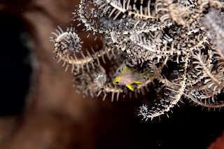 「無題」のサムネイル画像