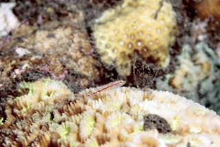 「無題」のサムネイル画像