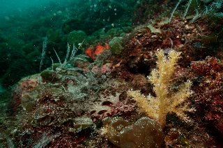 「無題」のサムネイル画像