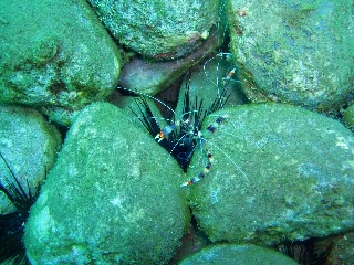 「オトヒメエビ(Banded boxer shrimp)」のサムネイル画像