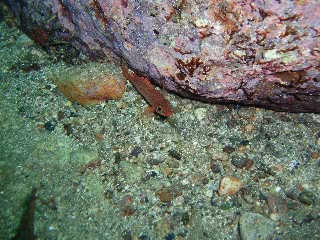 「無題」のサムネイル画像