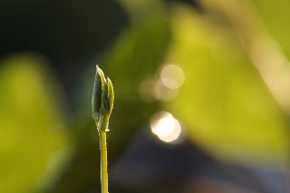 「スイートピー(カオリエンドウ,ジャコウレンリソウ,ジャコウエンドウ)」のサムネイル画像