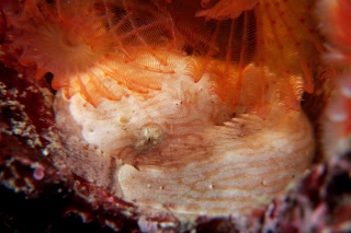 「スナビクニン」のサムネイル画像