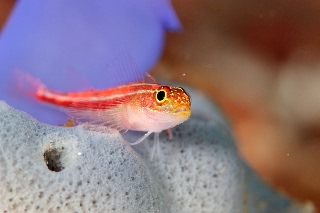 「タテジマヘビギンポ(Tropical striped triplefin)」のサムネイル画像