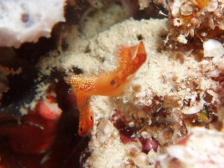 「コガラシエビ(Plumed shrimp)」のサムネイル画像