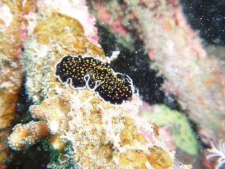 「ヨイミヤミノヒラムシ(ティサノゾーン・ニグロパピローサム)」のサムネイル画像