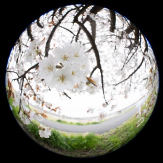 「ソメイヨシノ(染井吉野)」のサムネイル画像