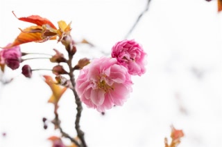 「ヤエザクラ」のサムネイル画像